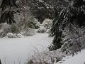 more snow nov 2019 023